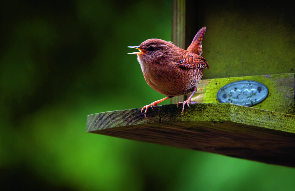 Winterkoning Fred Traanman.jpg