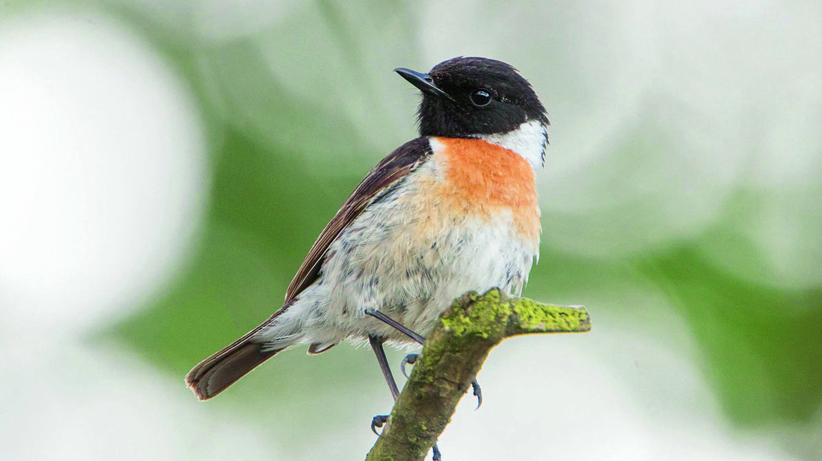 roodborsttapuit (m).jpg