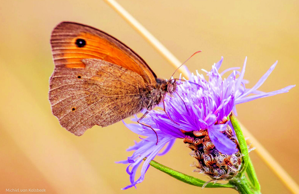 Workshop natuurfotografie IVN M van Kalsbeek