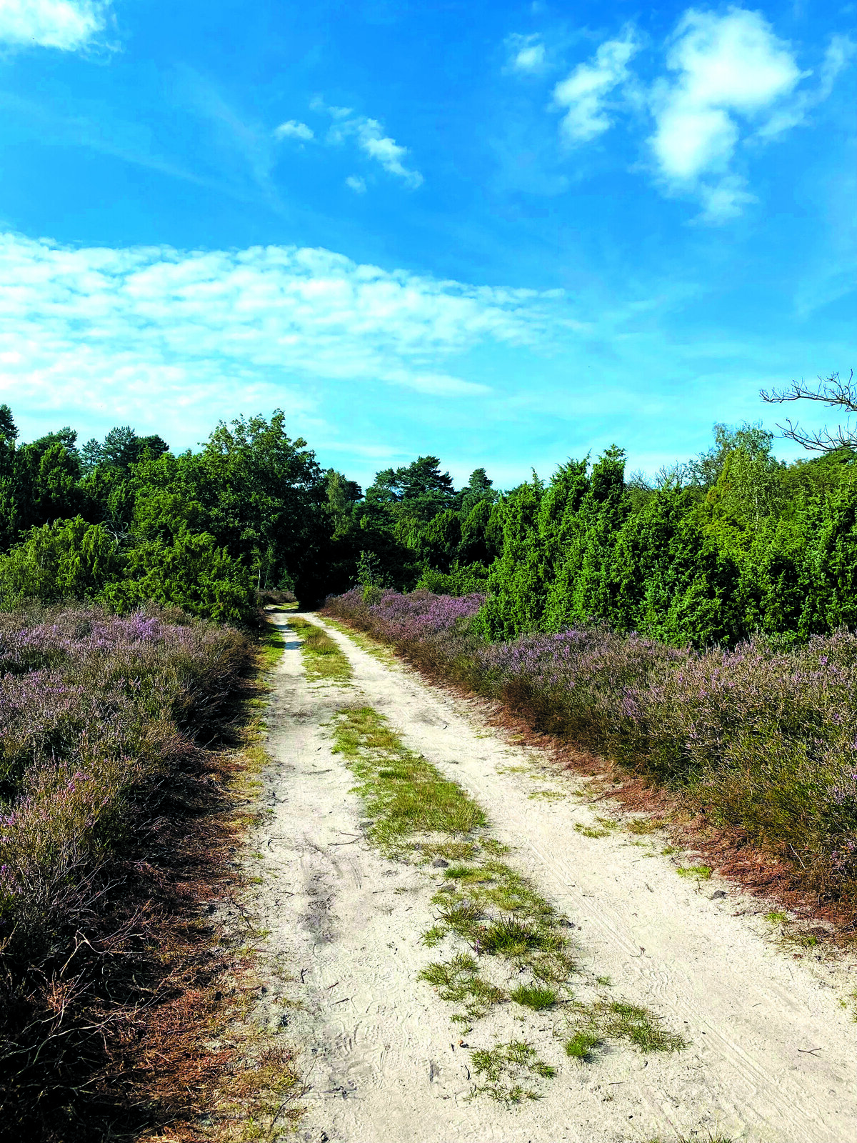 Heide 7