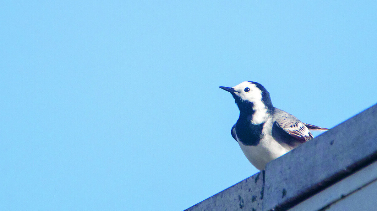 witte kwikstaart.jpg