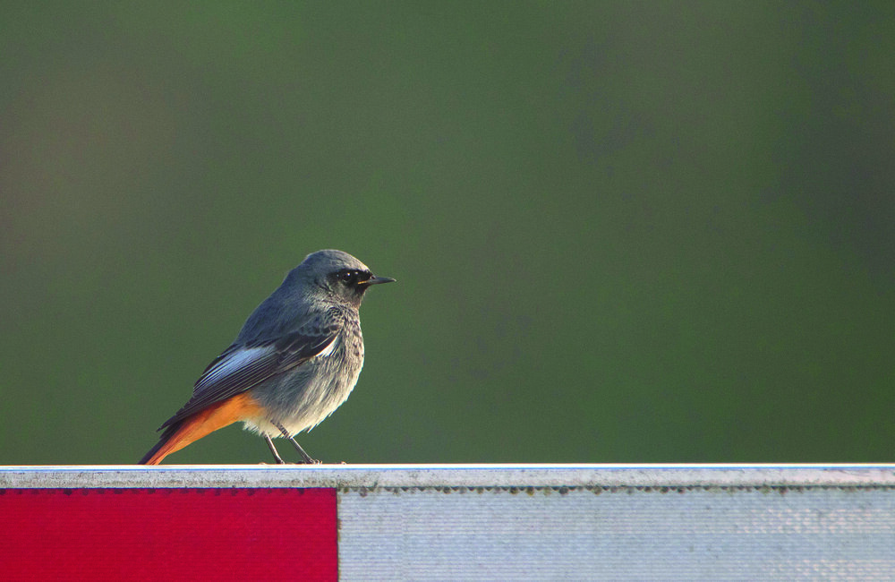 zwarte roodstaart.jpg