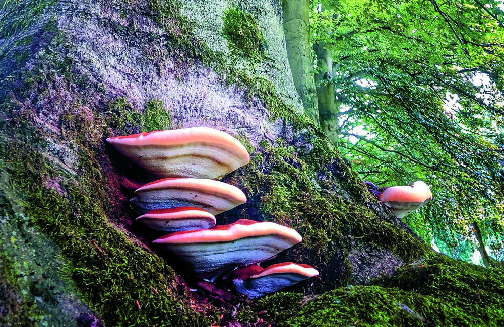 Natuurmonumenten-Hans van der Velden-1920-NAMO113467.jpg