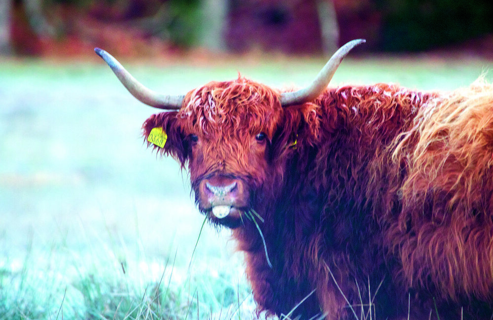 schotse hooglander.jpg