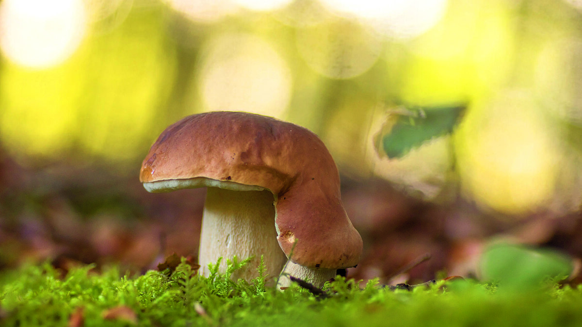 gewoon eekhoorntjesbrood.jpg