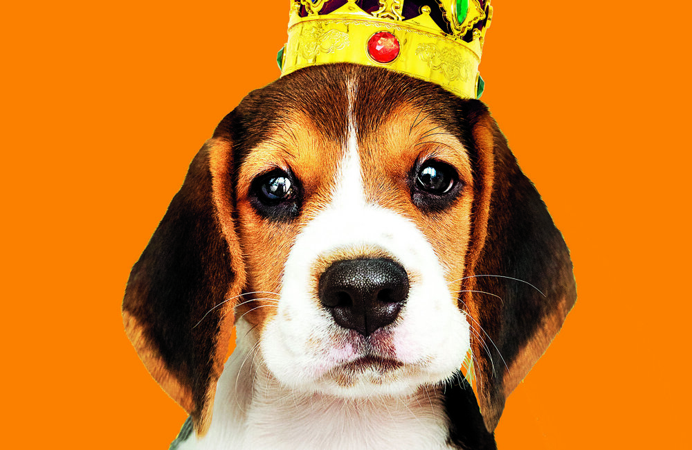 puppy met kroon koningsdag.jpg